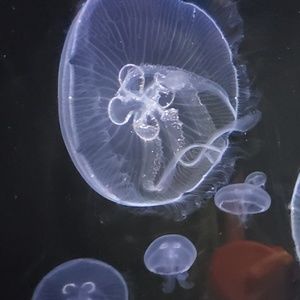 Meet your Posher, Priyanka